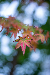 秋雨のもみじ