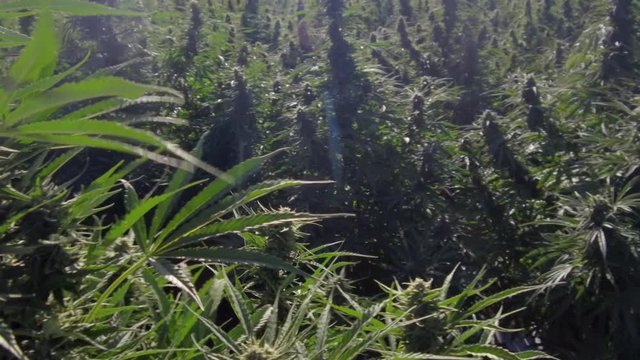 Close up of hemp plants in a field.