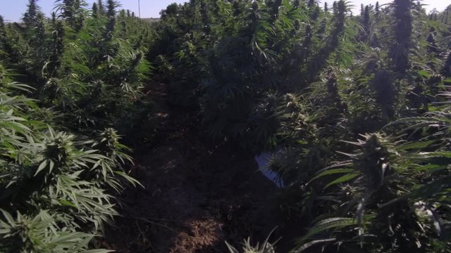 Hemp plants in a field.
