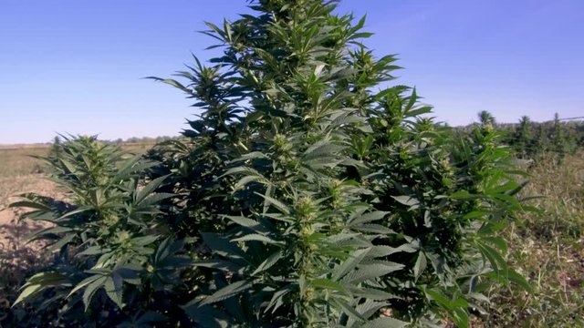 Hemp plant in a field.
