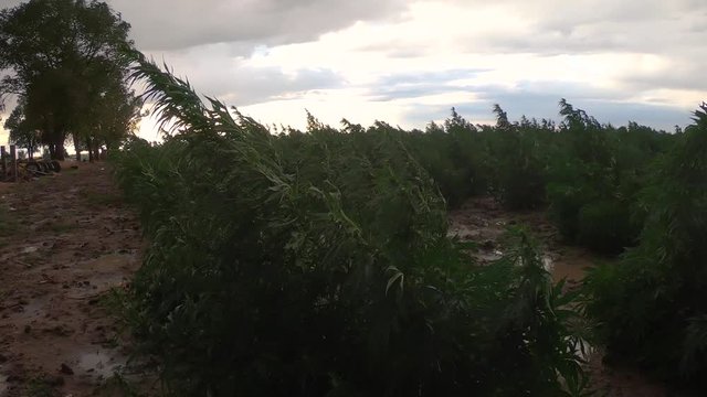 Hemp plants in a rain storm.  Time lapse.