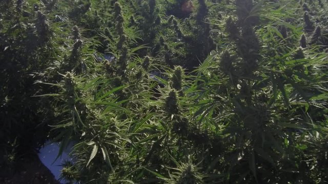 Close up of hemp plants.