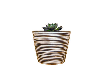 Small rose succulent in grunge ceramic potted isolated on white background with blank for mockup.Scandinavian home plant decoration.Minimalist style.Clipping path included.