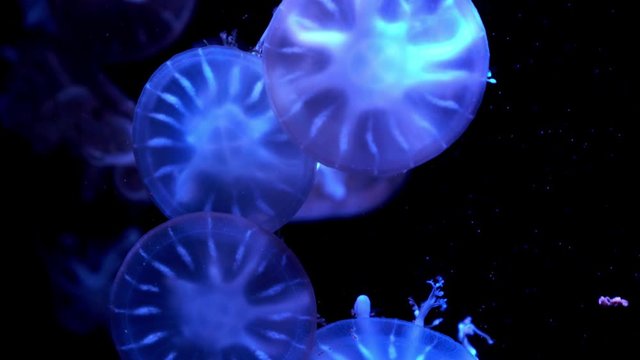 colorful Upside-down jellyfish's floating background in aquarium