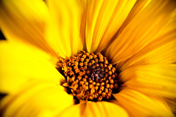 Słoneczy żółty kwiat makro