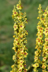 Fototapeta premium Black mullein yellow flowers in garden