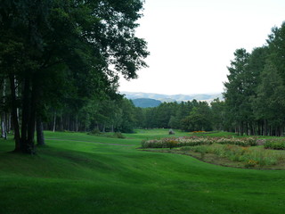 trees in the park