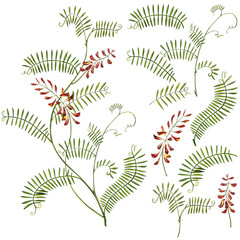 Wildflowers medicinal Tufted Vetch watercolor illustrations. Isolated on the white background. Blossom, herbarium plant. Accurate botanical illustration.
