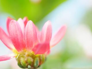 closeup of pink flower