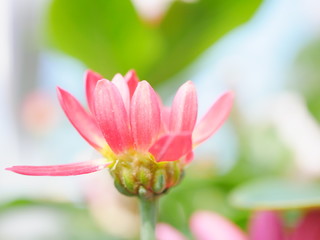 pink lotus flower