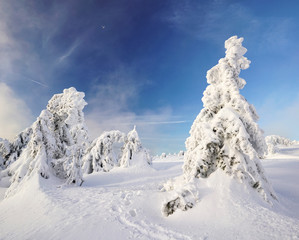 Fototapeta na wymiar Im schneebedeckten Winterwald