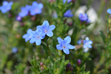 blue Scrambling gromwell flowers in the garden