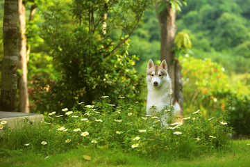 Dog in the garden. Siberian Husky sit near flowers plant in the park.