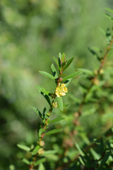 bee on Shrubby yellowcrest