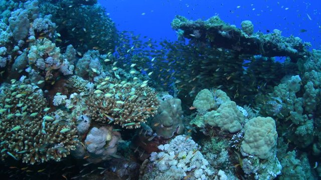 View over a healthy coral reef with shoals of Golden Glassfish (Parapriacanthus ransonneti) and Blue Green Chromis (Chromis viridis) seeking shelter among and under corals, Red Sea, Egypt