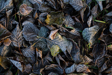 Background of autumn leaves in the frost to october or november