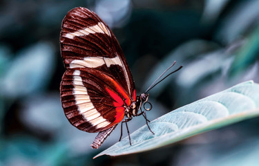 Beautiful  heliconius  butterfly  sitting on flower in a summer garden  © blackdiamond67