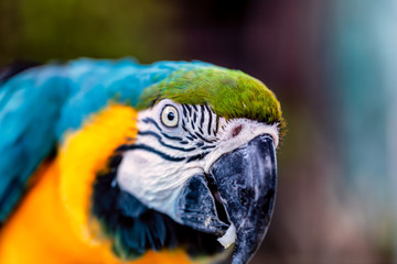 Head shot of a blue and gold macaw parrot