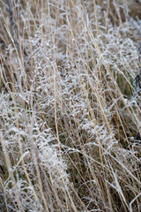 Fototapeta premium Background of autumn leaves in the frost to october or november