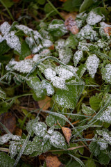 Background of autumn leaves in the frost to october or november