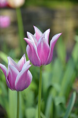 Naklejka premium Tulpen