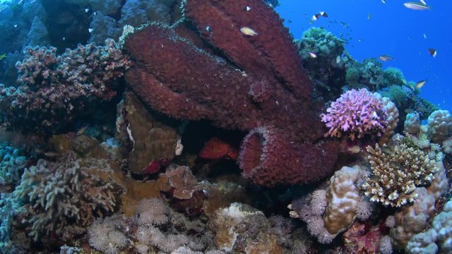 Prickly tube-sponge (Callyspongia crassa) with a coral grouper (Cephalopholis miniata) hiding underneath, in St. John&acute;s Reef, Marsa Alam, Egypt