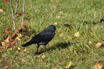 Jackdaw is walking on the lawn in the park