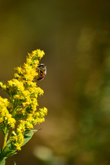 セイタカアワダチソウと蜂