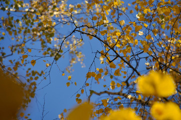 autumn leaves against blue sky