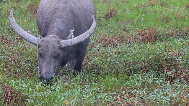 Water buffalo or Domestic Asian water buffalo (Bubalus bubalis) eats grass in the pasture near the town of Hoi An, Vietnam