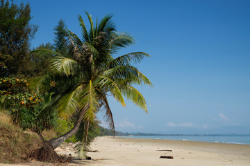 coconut palm tree on the beach in summer