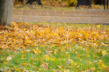 Bright yellow and orange fall leaves on the ground