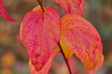 Closeup of bright red autumn plant's leaves.
