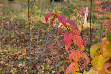 Plant with bright red leaves. Autumn.