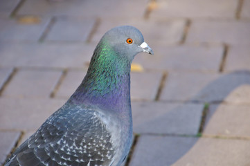 Portrait of a pigeon in park.