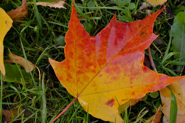 Colorful autumn maple leaf in grass