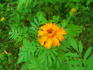 yellow flower in grass