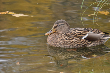 Closeup of mallard duck which is sleeping in the water.