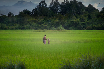 man in the rice field walking with big forest and mountain background