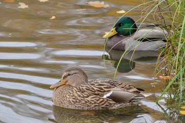 Closeup of couple of mallard ducks in the pond