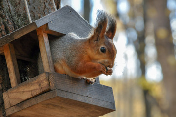 squirrel eating nut
