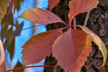 Colorful autumn leaves on tree closeup
