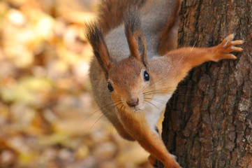 Portrait of eurasian red squirrel on tree in park.