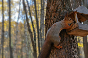Cute squirrel looking for food in feeder.