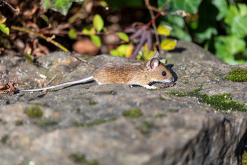 Maus erkundet die Welt