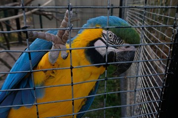 blue and yellow macaw