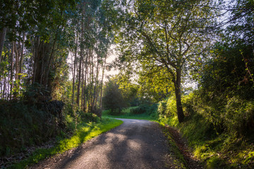 Fototapeta premium Autumn landscape at sunset with a path through a eucalyptus forest in Cantabria, Spain