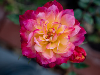 Flower rose flowering in roses garden lat. Rosa chinensis.plants from botanical garden for catalog. Natural lighting effects. Shallow depth of field. handmade of nature. Flower landscape