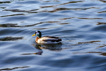 single duck and water waves floating in the river  at treptower park