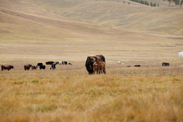 Fototapeta na wymiar The pet in Mongolia is the yak sarlag (Bos mutus). A herd of yaks in a pasture